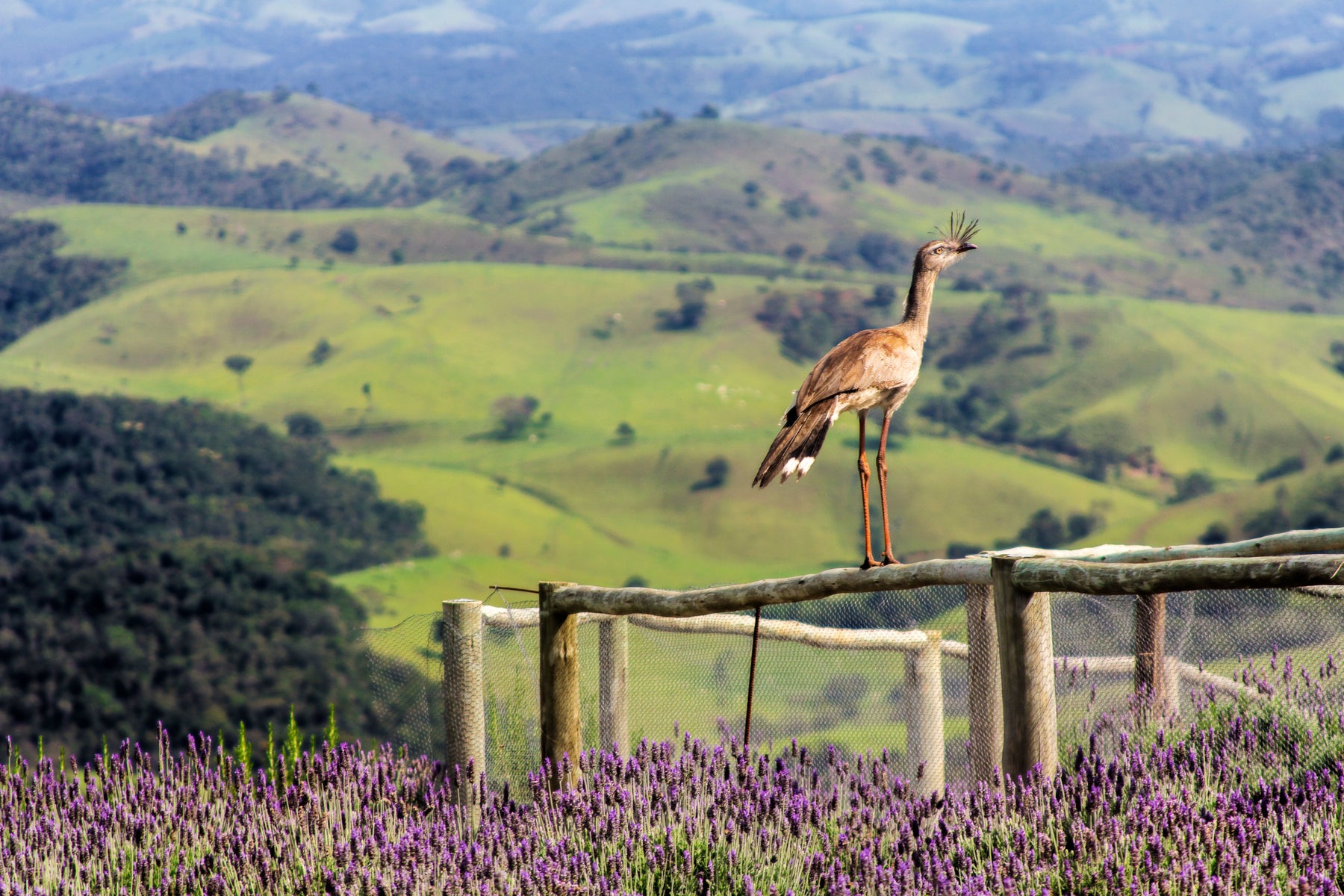 A long-legged bird perched on a fence above green countryside